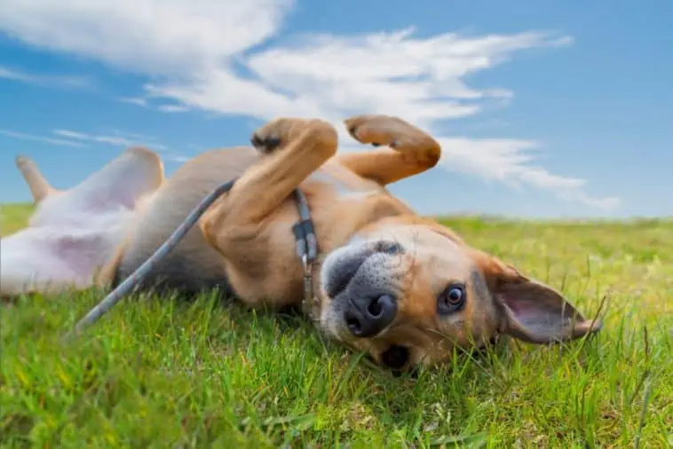 Cute dog rolling in summer grass